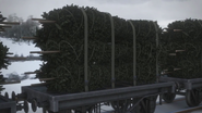 Short flatbeds carrying trees
