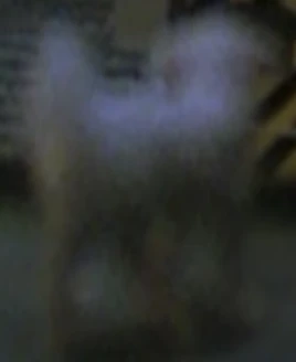 MainTheVicarstownWatchdogModel