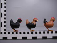 Largescalechickens(2)