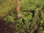 JamesandtheTroublewithTrees48.png (2.34 MB)