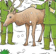 The Country Park Reindeer