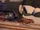 Yong Bao and the Tiger