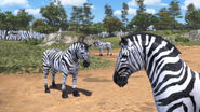 The zebra enclosure