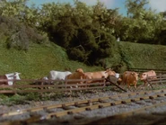 Cattle (Thomas & Friends) (1984-2021)