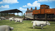 Farmer McColl's sheep in the seventeenth series