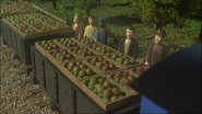 Some trucks filled with apples in the tenth series