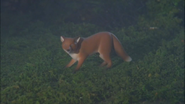 A fox