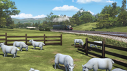 Farmer McColl's sheep in Meet the Steam Team