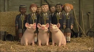 Farmer McColl's Pigs