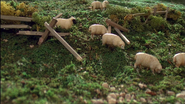Sheep in the seventh series