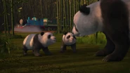 Panda Bears