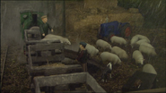 Sheep in the eleventh series