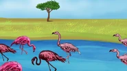 Flamingos