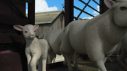 Farmer McColl's sheep in the nineteenth series