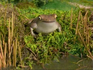 The Toad