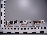 Cows (small scale)