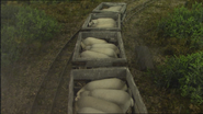 Sheep in Slate trucks