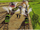 DuckTakesChargeRS6.PNG