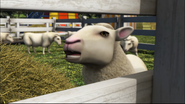 Farmer McColl's sheep in the fifteenth series