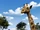 Giraffes