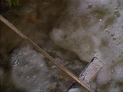 Toby'sTightrope49.png (1.89 מ"ב)