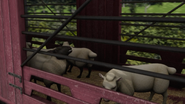 Farmer McColl's sheep in the sixteenth series