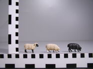 Sheep (small scale)