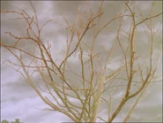 JamesandtheTroublewithTrees47.png (1.87 MB)