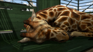 The giraffe sleeping