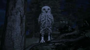 The Snowy Owls