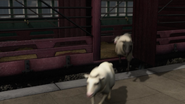 Some sheep escaping a livestock wagon