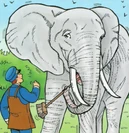 Eddie (elephant)
