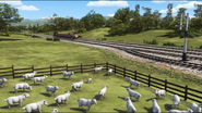 Farmer McColl's sheep in the twenty-first series