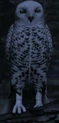 TheSnowyOwl