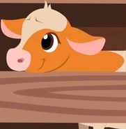 Bitsy the Calf