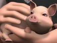 ThomasthePiglet