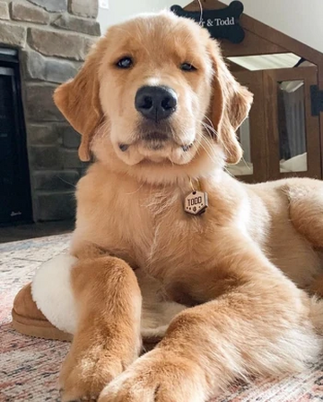 9 Golden Retrievers to Follow if You Love Tucker Budzyn