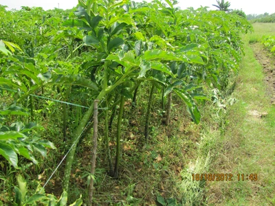 cây nưa đang trồng ở làng Tân Xuân Lai