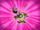 Pps01e01 sk00034.png