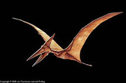 Pteranodon