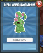 Getting a Cactus Bunny after Breeding