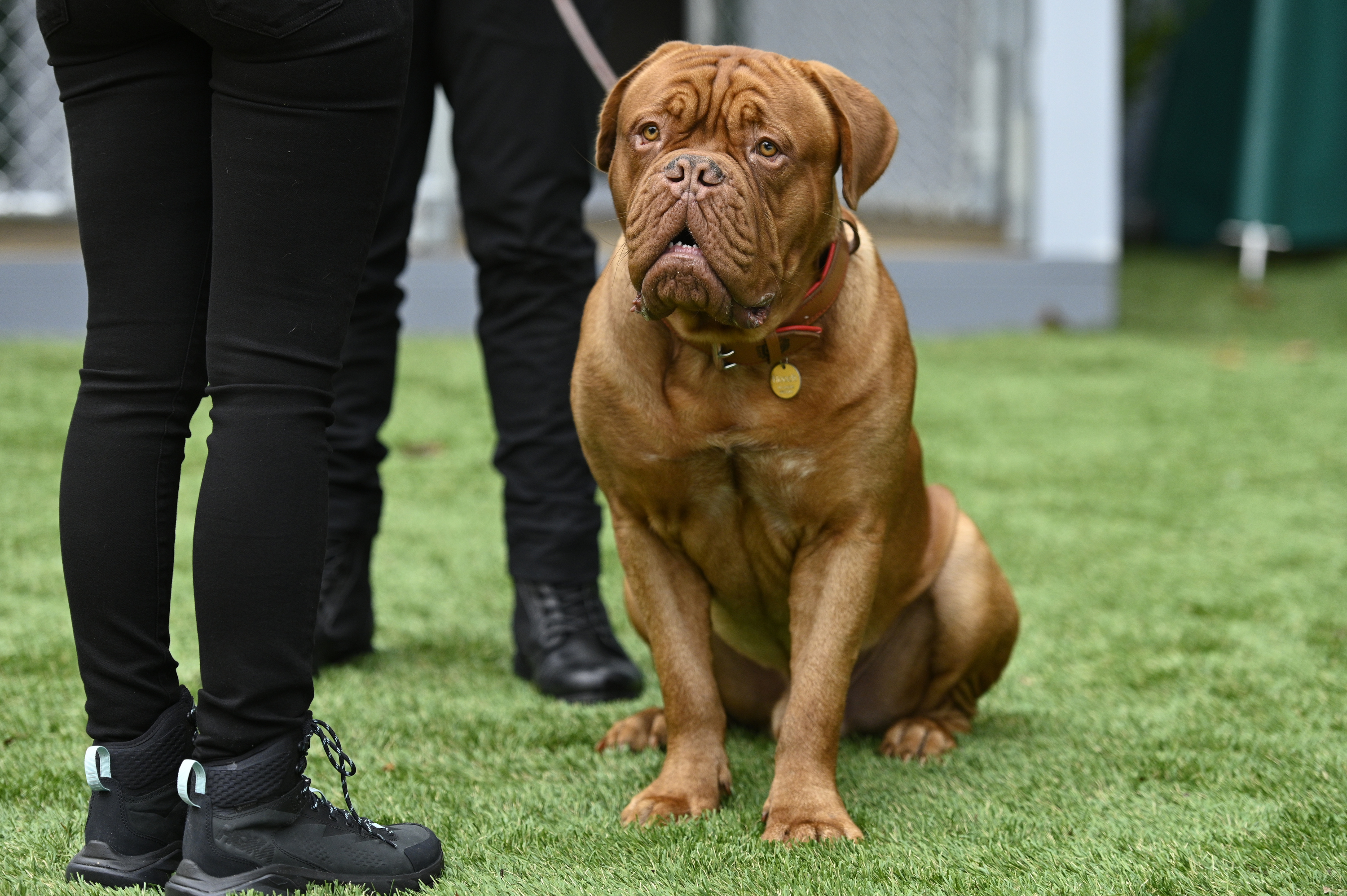 The dog from turner & cheap hooch