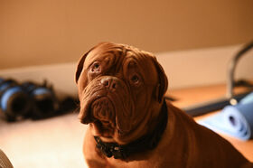 A Good Day to Dog Hard Turner Hooch Wiki Fandom
