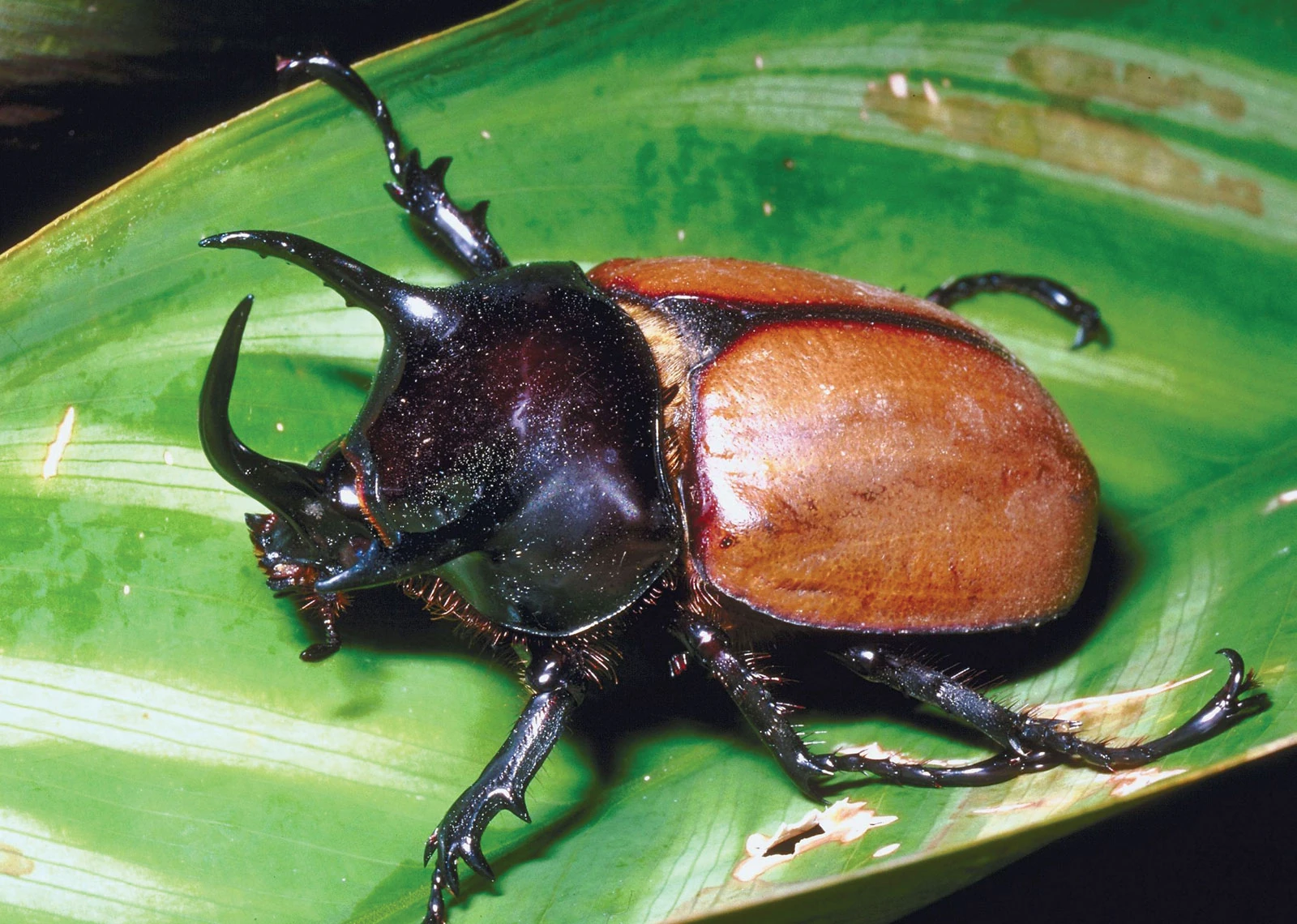 Beetle | Turok: Lord of the Jungle Wiki | Fandom