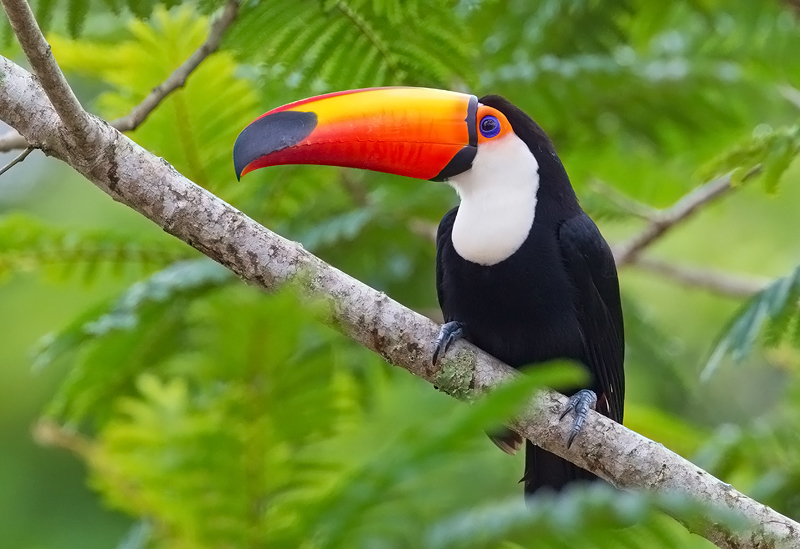 toucan appearance