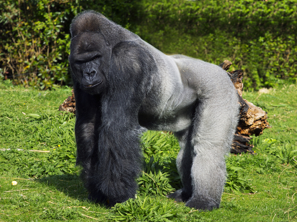 Gorilla | Turok: Lord of the Jungle Wiki | Fandom