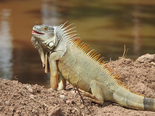 This New Gin Raises Funds for the Conservation of Endangered Blue Iguanas Bottle