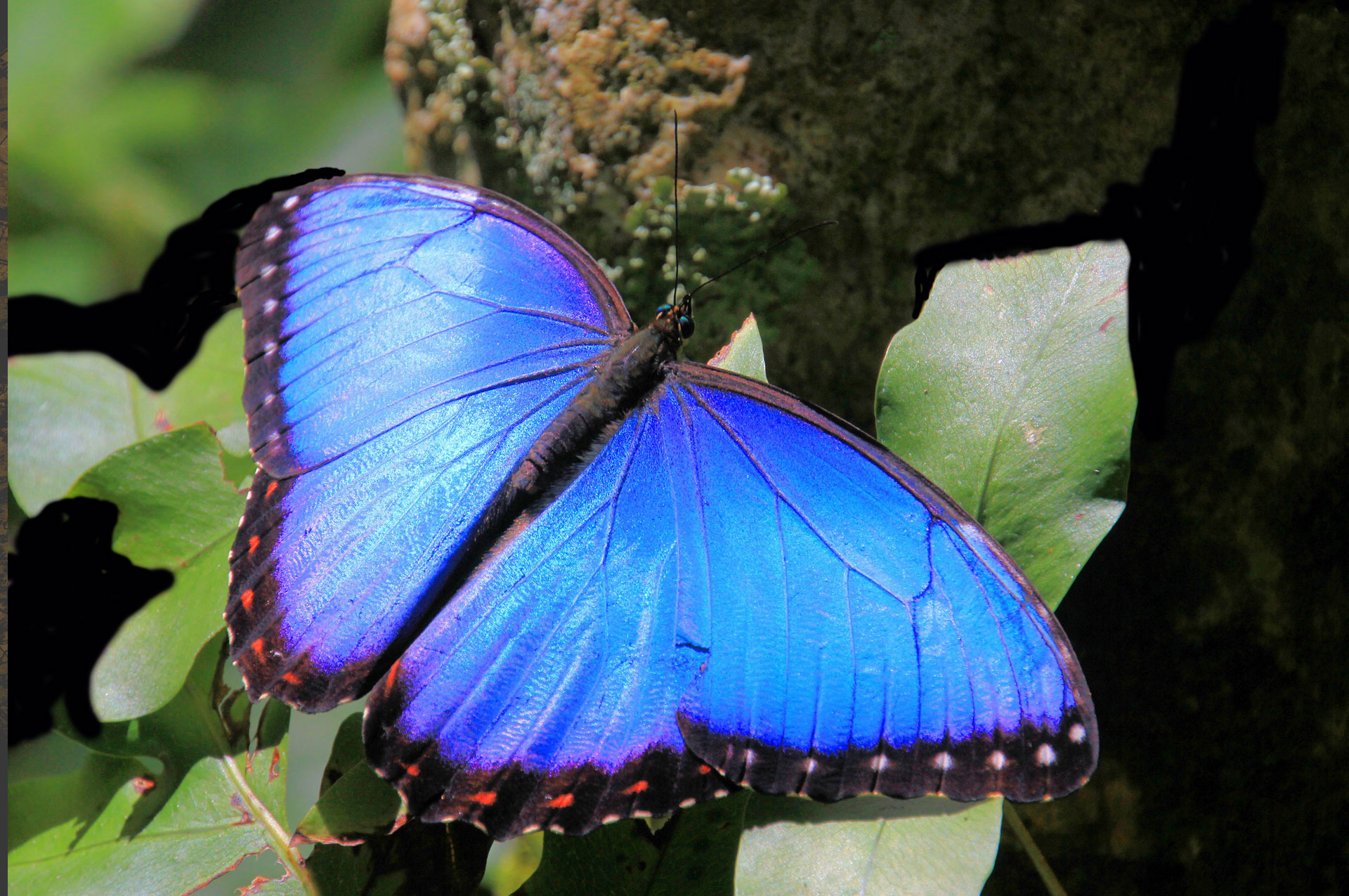 Butterfly - Wikipedia