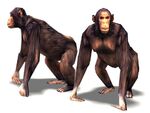 Chimpanzee Render