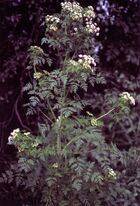 Conium maculatum(Hemlock)